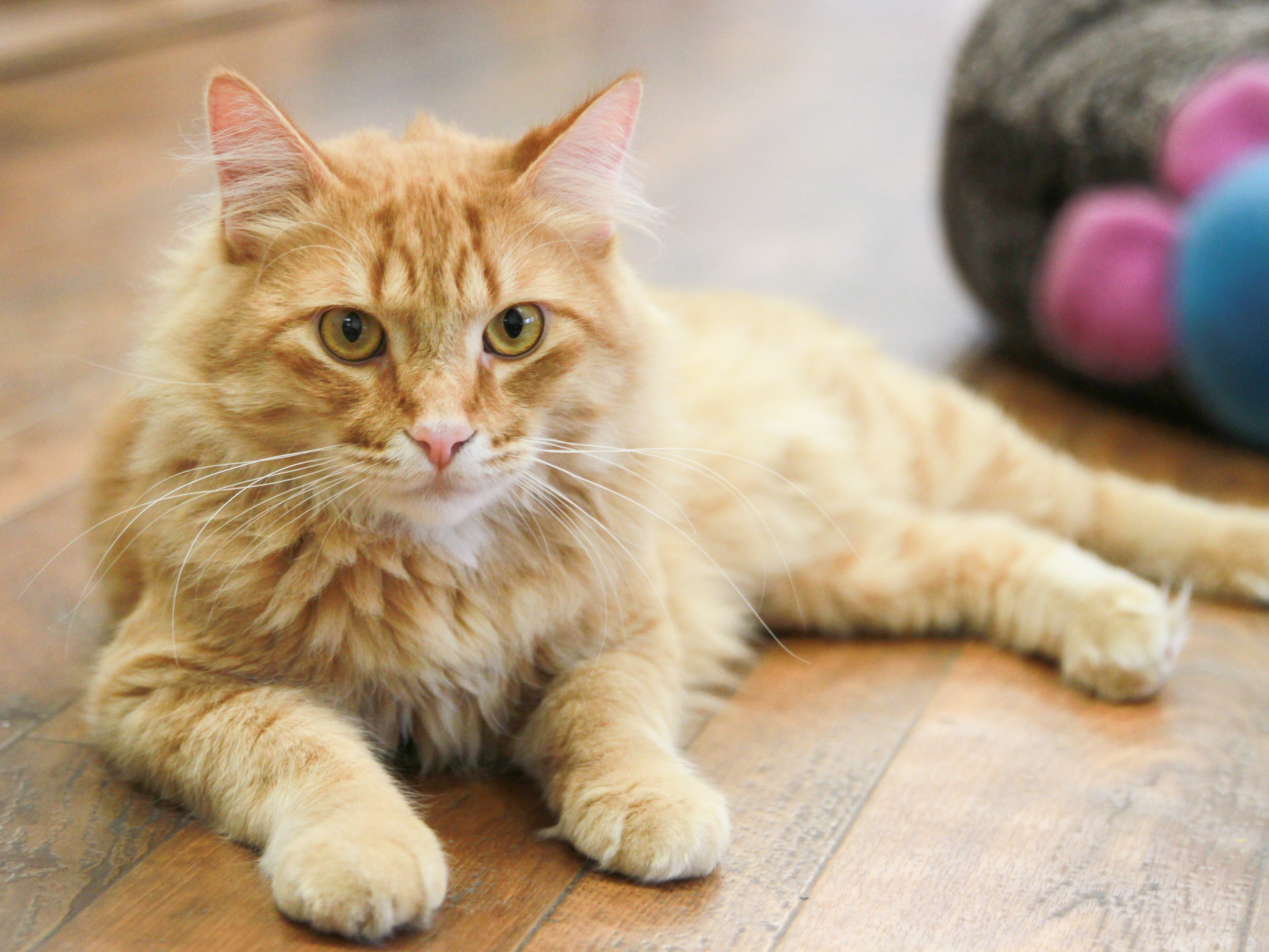 image links to webpage of adoptable cats