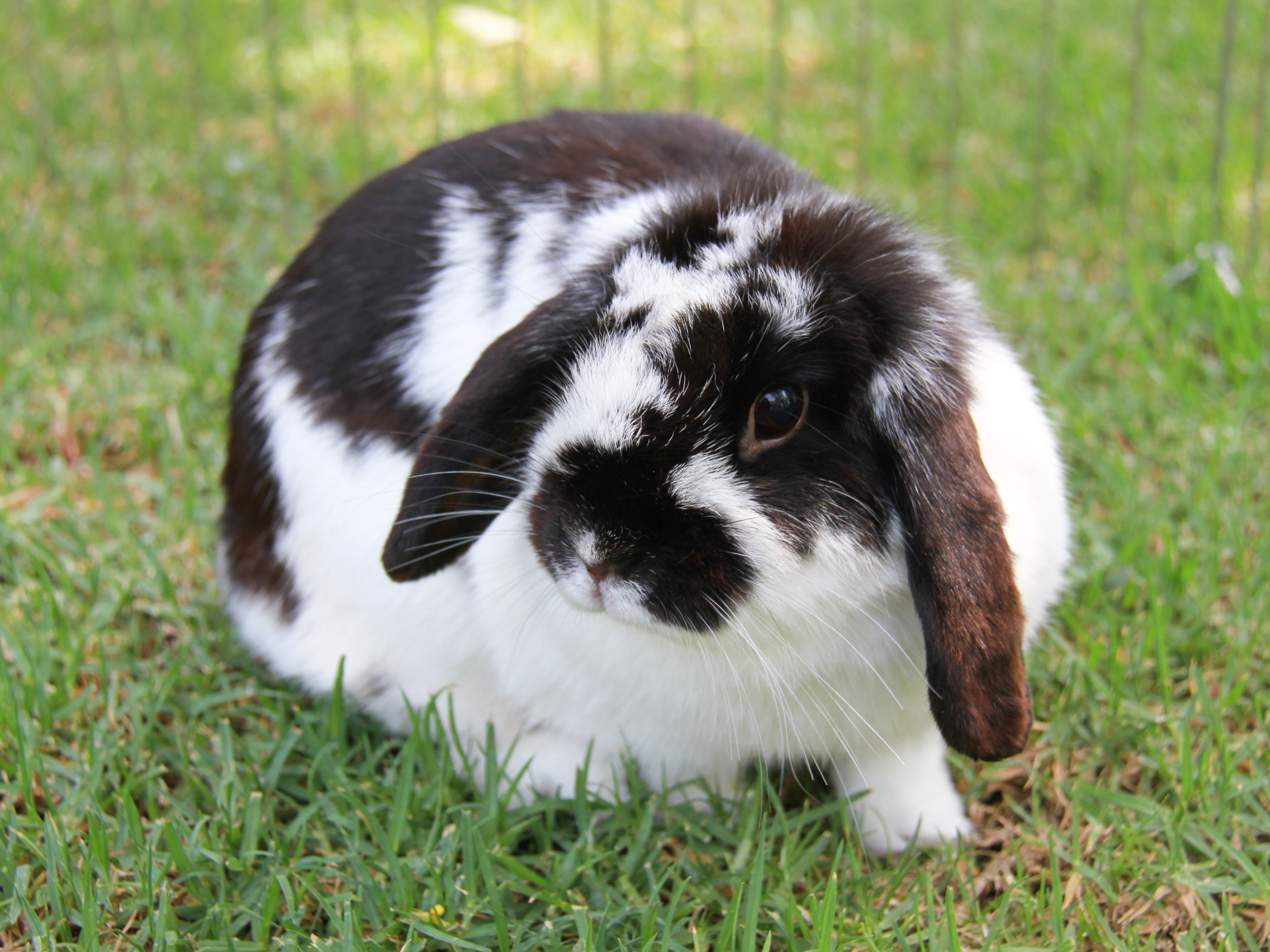 Image for lost and found other pets