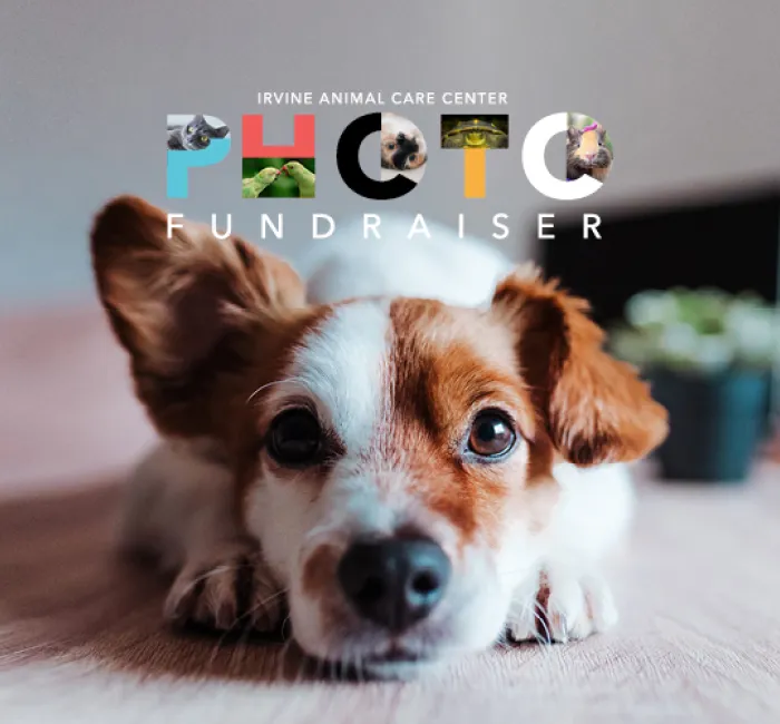PHOTO FUNDRAISER graphic featuring a cute white and brown dog lying down.