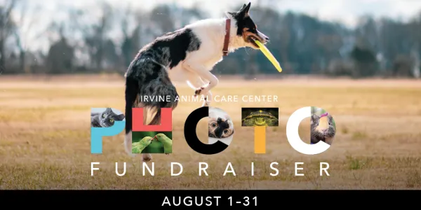 Graphic: Tri-color dog leaps for yellow frisbee. "PHOTO FUNDRAISER" with dog images in letters. August 1-31.