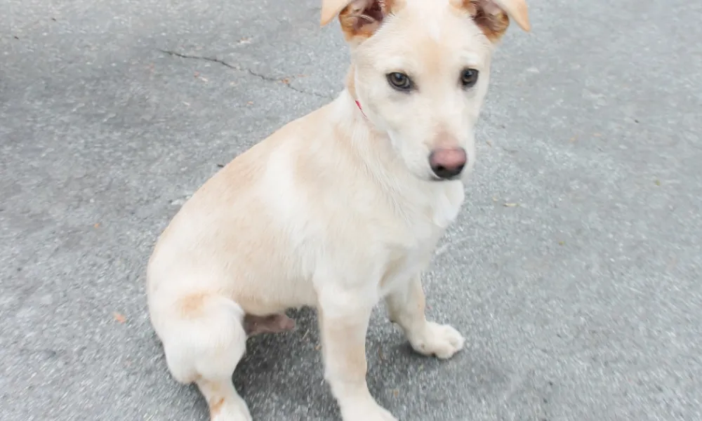 9 Rescued Puppies Now Ready for Adoption