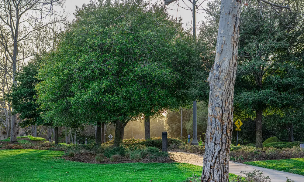 Photograph: Park path through bright green grass, sunlit trees, and a prominent tree trunk.
