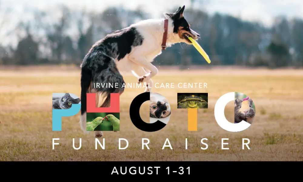 Graphic: Tri-color dog leaps for yellow frisbee. "PHOTO FUNDRAISER" with dog images in letters. August 1-31.