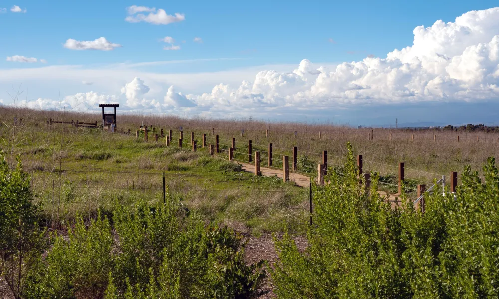 Dirt path through a grassy field under a blue sky with clouds, small wooden sign in distance.