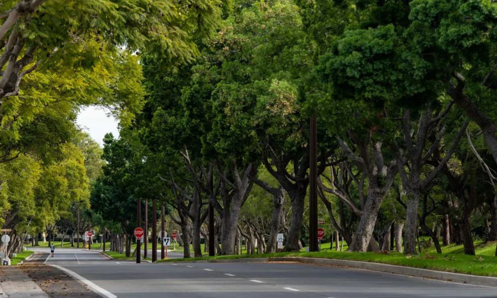 Tree-lined road with lush green trees creating a canopy.