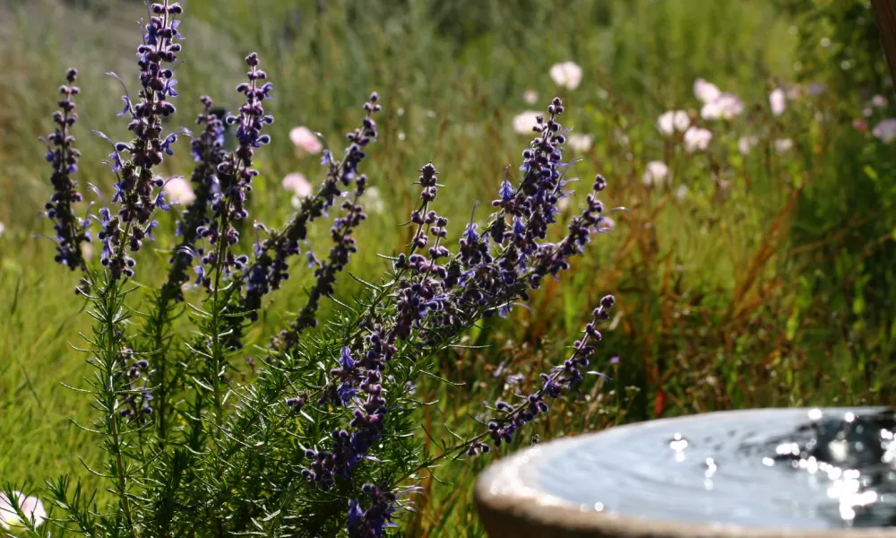 Garden Workshops