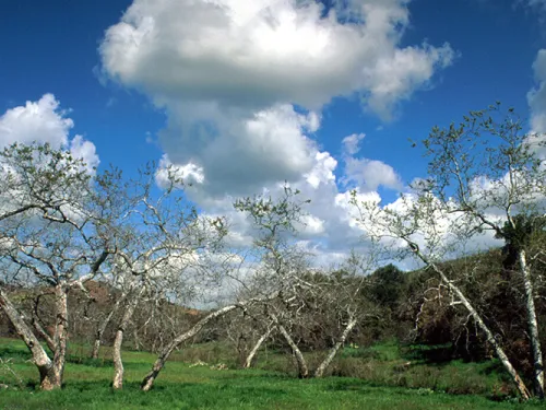 Irvine Ranch Conservancy Programs