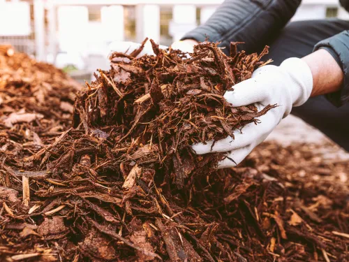 Hands picking up compost.
