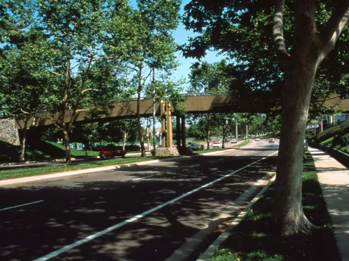 tree-lined street